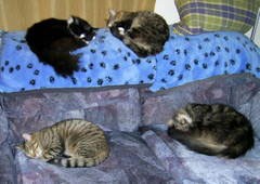Four cats sleeping