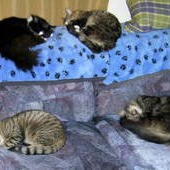 Four cats sleeping