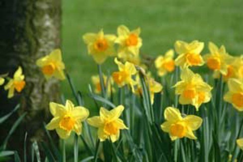 Growing: Daffodil