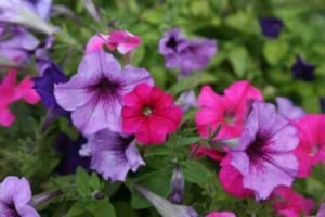 Petunias