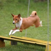 Basenji jumping  over obstacle