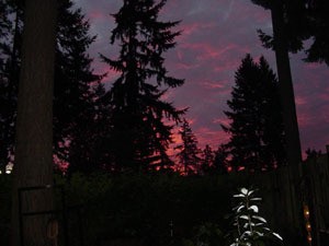 A colorful dawn sky with Douglas fir trees.