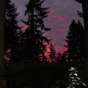 A colorful dawn sky with Douglas fir trees.