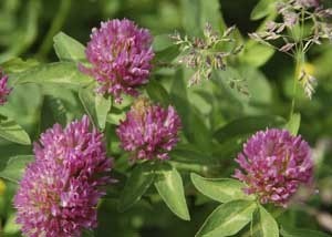 clover flowers