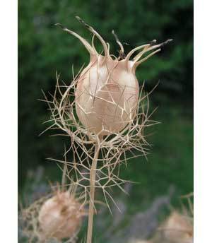 Seed pod.