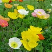 Poppies and various colors.