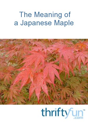 maple tree meaning the significance or meaning of a japanese maple thriftyfun maple tree meaning the significance or meaning of a japanese maple thriftyfun