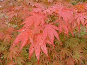 Red leaf Japanese maple