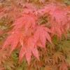 Red leaf Japanese maple