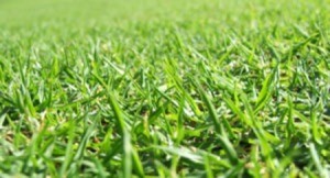 Homemade Lawn Fertilizer
