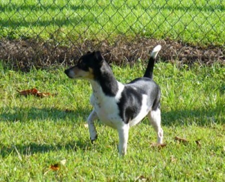 GW (Jack Russell/Chihuahua)