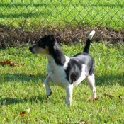 GW (Jack Russell/Chihuahua)