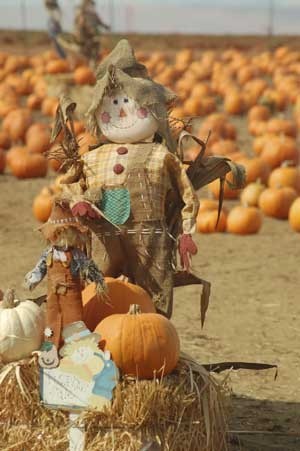 Pumpkins in background with a scarecrow in foreground.