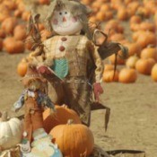 Pumpkins in background with a scarecrow in foreground.