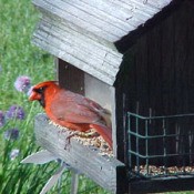 Fill Your Bird Feeders