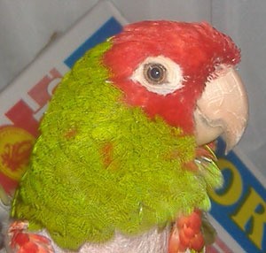 Jakie (Red Headed Conure)