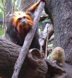 golden headed monkey