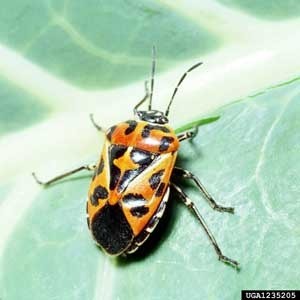 Harlequin Bug