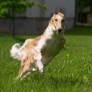 A Russian wolfhound or Borzoi leaping on a grassy yard.