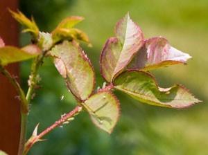 Aphids on rose stem.