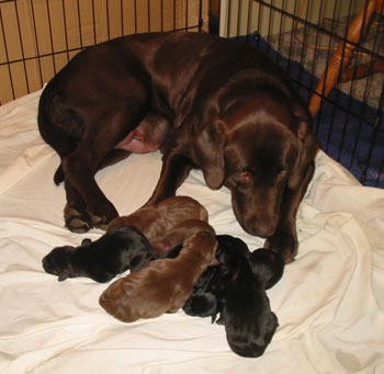 dog with puppies