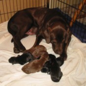 dog with puppies