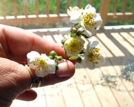 A white flower that grows on a branch.