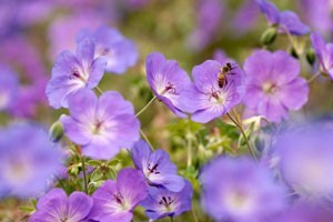 Geranium flowers.