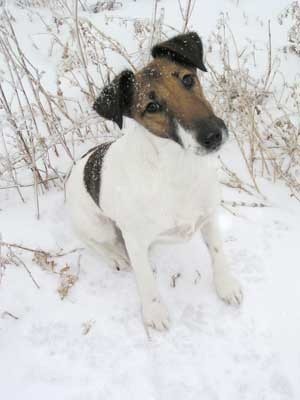 Fox Terrier in the snow.