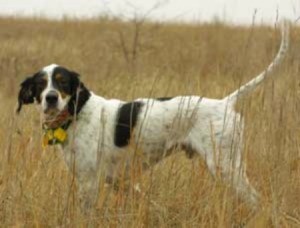 English Setter