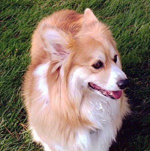 Pembroke Welsh Corgi