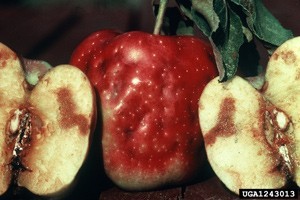 damaged apples
