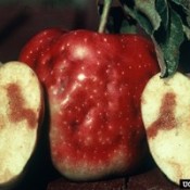 damaged apples
