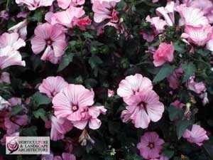 Pink Lavatera flowers