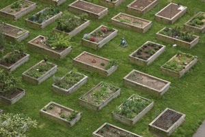 square foot box gardening