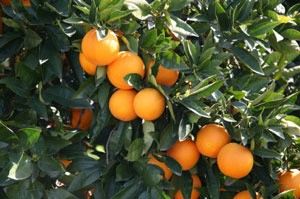 Close up of ripe oranges on orange tree