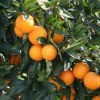 Close up of ripe oranges on orange tree