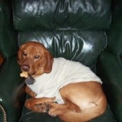 Barkley (Lab/Beagle)