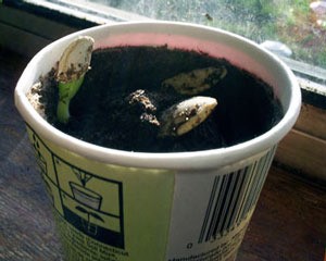 Pumpkin seedlings.