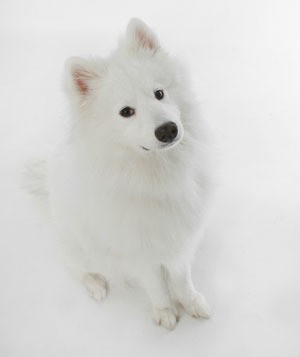 Samoyed