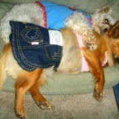 Miss Mollie (Long Haired Chihuahua)