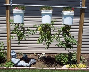 Growing Tomatoes Upside Down Thriftyfun,How Often Do Puppies Poop A Day