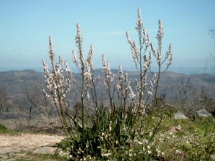 Growing Foxtail Lilies