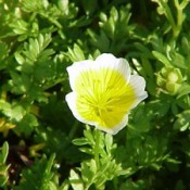 A white and yellow blossom of meadowfoam in a garden.