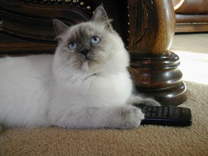 White and gray cat.