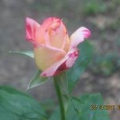 Pretty cream and pink rose.