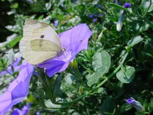 White butterfly on blur flower.