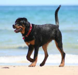 Rottie at the beach.