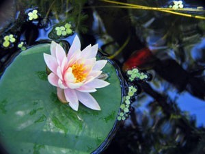 Water lily in pond with fish below.