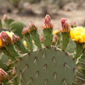 closeup of cactus pad and blooms